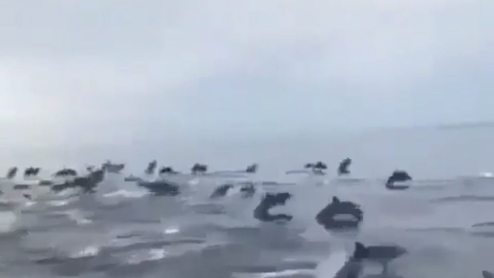 Yesterday, onlookers on a boat off the coast of Lovina beach caught sight of hundreds of dolphins swimming together. (Screenshot: Denpasar Viral / Instagram) 
