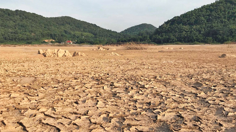 Animals die due to extremely low water levels in the Mekong River. Photos: Bell Supattra In

