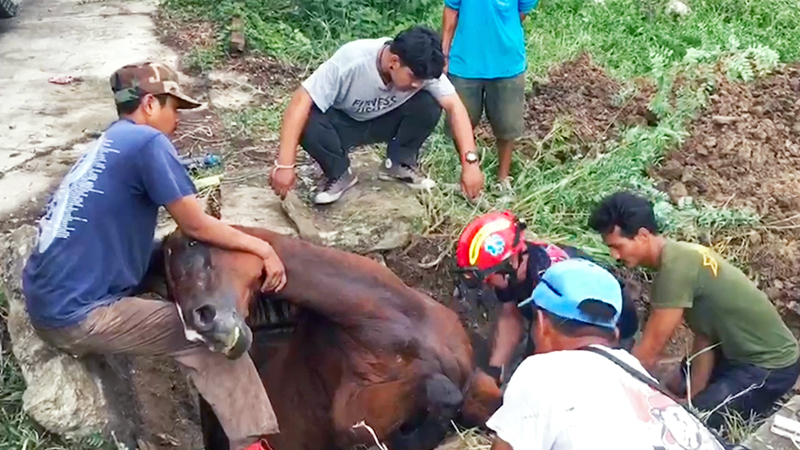 Locals and rescuers free 16-year-old mare Bod from the drain she was stuck in. Screenshot: Viral Press / YouTube 