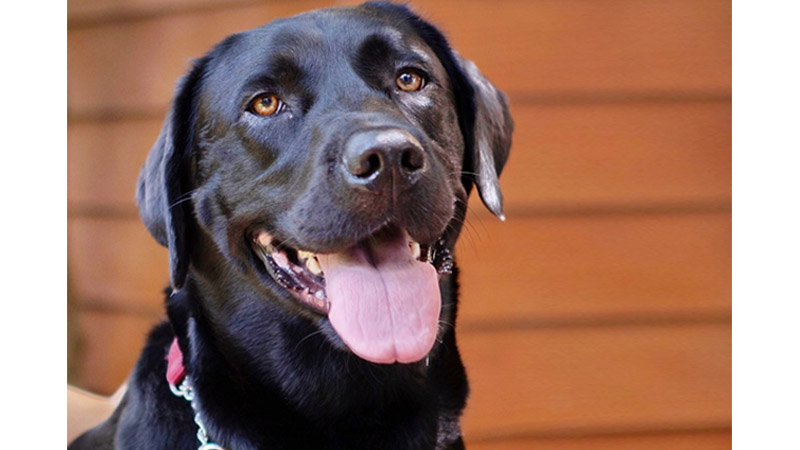 Luther, a 3-year-old guide dog for the visually impaired Kirin “Sai” Techawongtham 