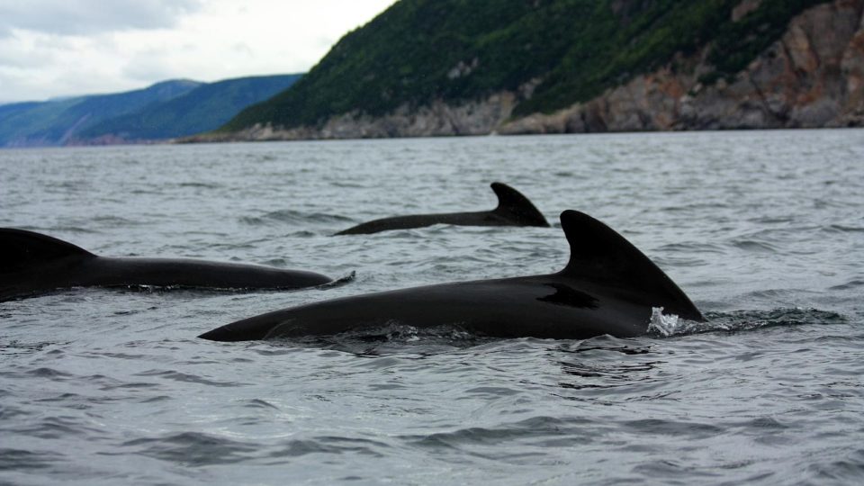 A file photo of pilot whales. Photo: Wikimedia Commons