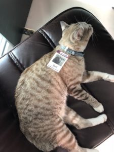 This Bang Sue 'cat officer' sports an employee ID card identifying her as “Noongmanee.” Photo: Cats Officer/ Facebook