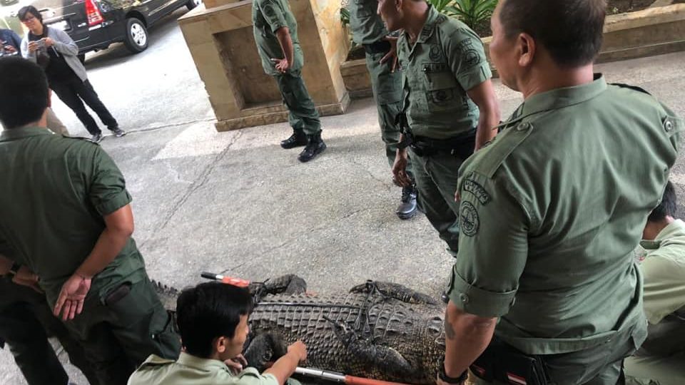 Animals that were kept there were finally rescued yesterday from the Melka Excelsior Hotel. Photo: JAAN / Facebook