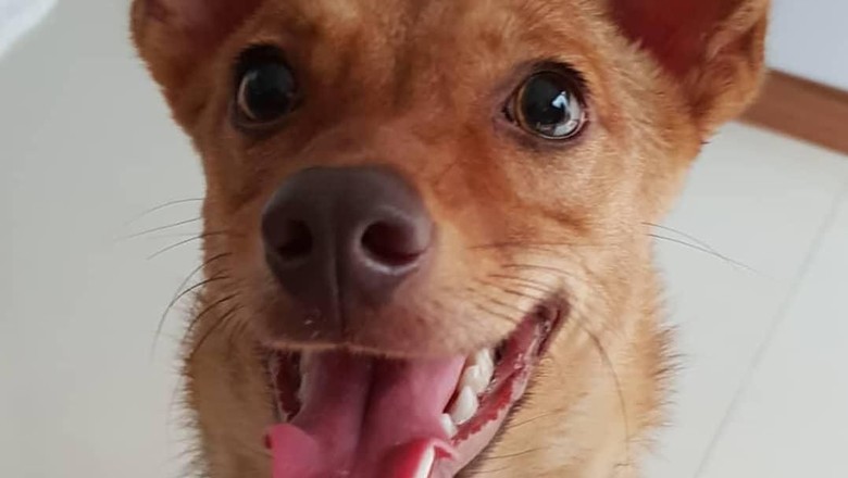 Beedo. Photo: Instagram/@anstlucia via Detik