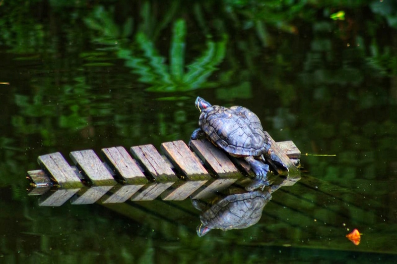 'Turtle' taken at Sungei Buloh Wetland Reserve by Indonesian foreign domestic worker Ermawati. Photo: Ermawati