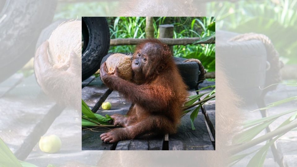 In a photo shared by Bali Safari on Instagram, Bonbon appears to be enjoying a refreshing drink from a coconut while looking all cute and adorable. Photo: Bali Safari and Marine Park 