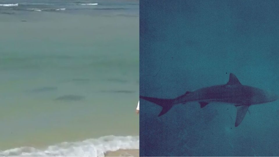 Left: Screengrab of an Instagram video showing a school of sharks swimming near a beach in Nusa Dua. Right: a blacktip shark. Photo: Wikimedia Commons