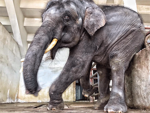 Gluay Hom at the Samutprakarn Crocodile Farm and Zoo and upon arrival to Chiang Mai’s Elephant Nature Park. Images: The Save Elephant Foundation