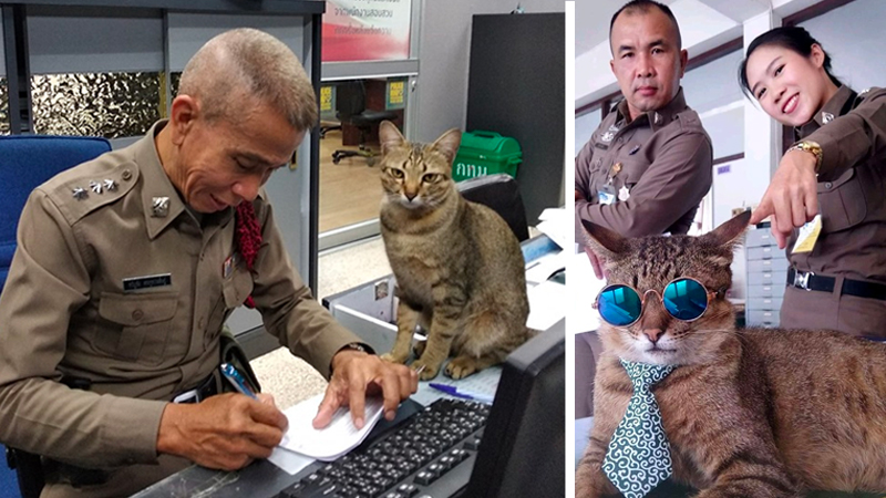 Photo: Cats Officer / Facebook