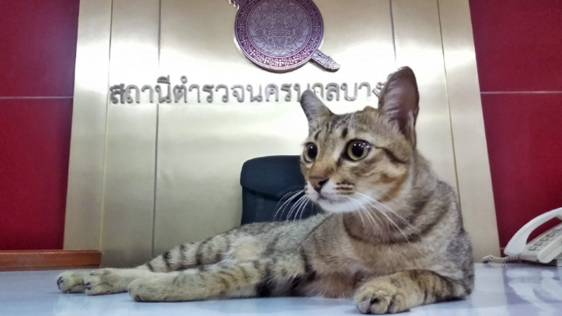 Noongmanee at Bang Sue police station. Photo: 