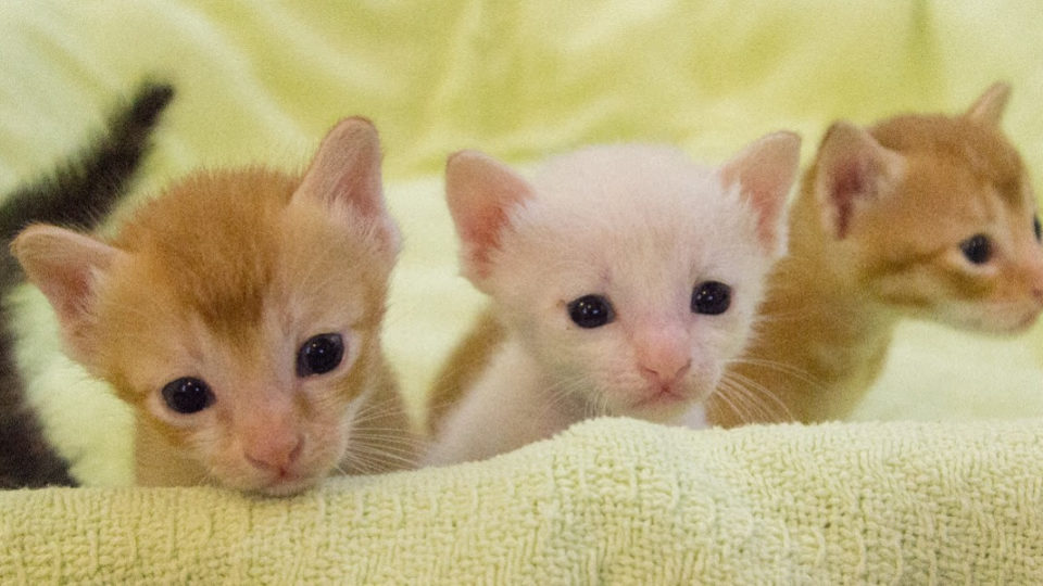 Kittens from Kitten Sanctuary Singapore. (Photo: KiSS)