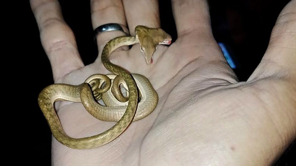 A rare two-headed snake is seen in the palm of a person’s hand in Bali’s Tabanan regency. Photo: Oka Widiartana / AFP