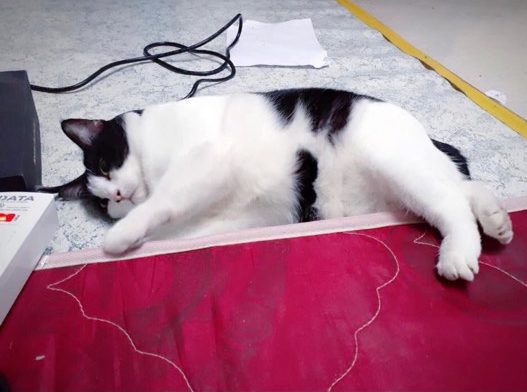 'All she does is eat and sleep,' says Cow Milk's owner. Photo: Pim Kleawthanonk / Courtesy