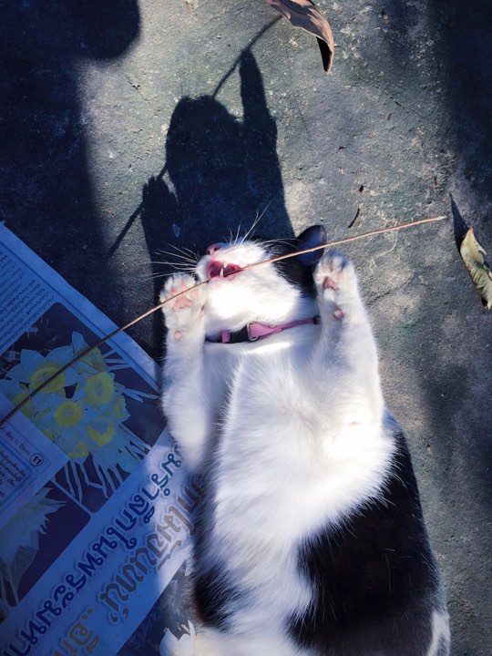 Photo: Pim Kleawthanonk / Courtesy