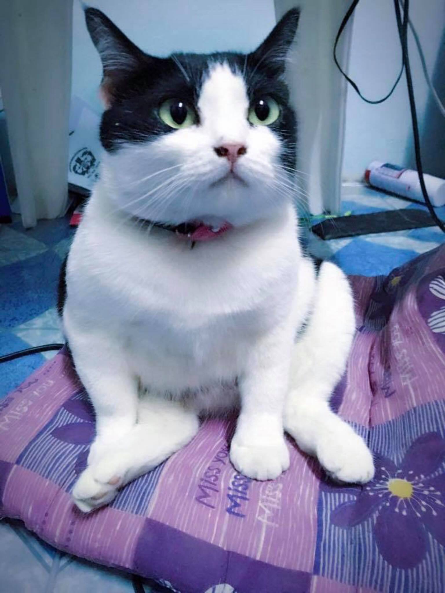 Photo: Pim Kleawthanonk / Courtesy