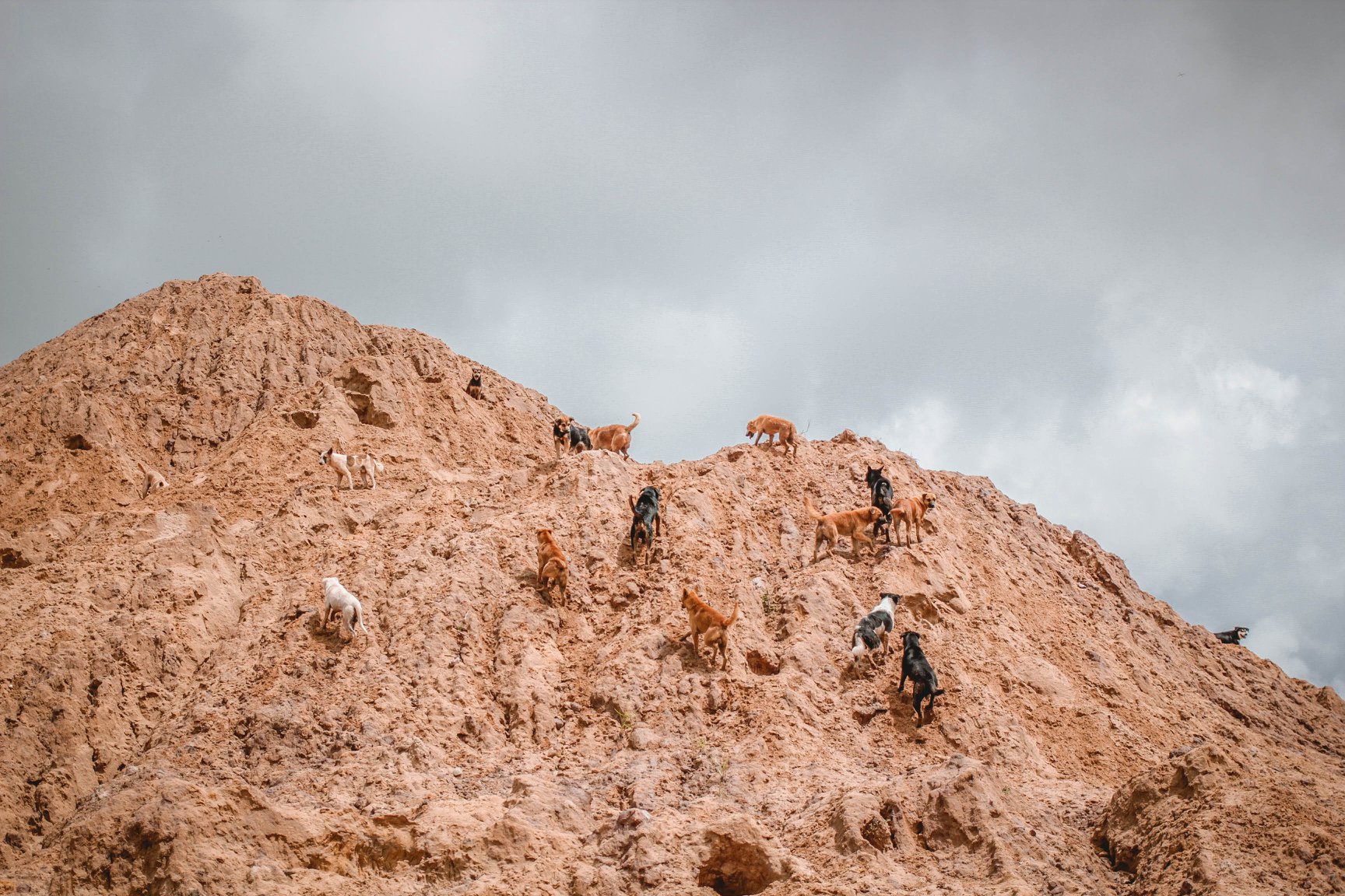 Dogs wandering without shelter. Photo: Sitthichai Ekkapan / Facebook