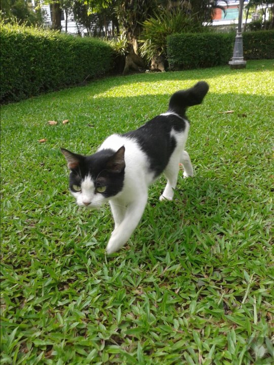 A skinny Cow Milk after she was rescued. Photo: Pim Kleawthanonk / Courtesy