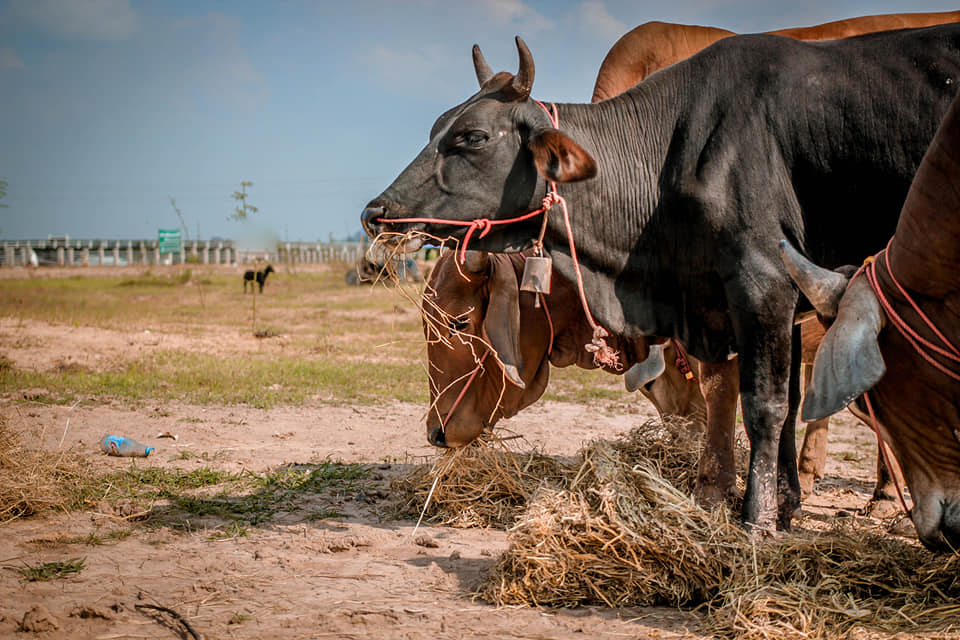 Some of the cows that have utilized the make-shift shelters. Photo: Sitthichai Ekkapan / Facebook