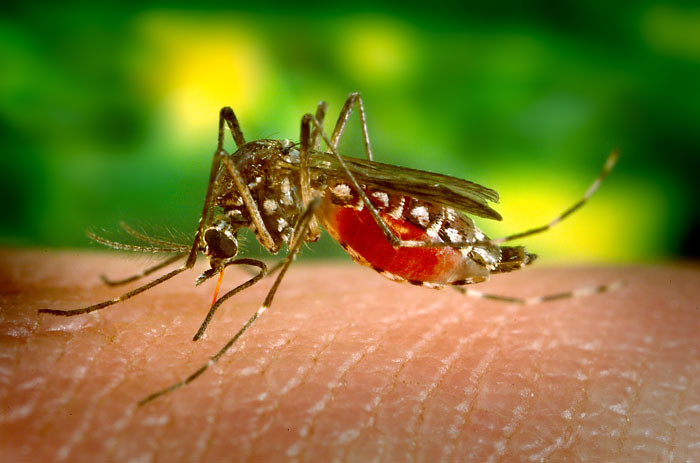 File photo of aedes aegypti mosquito, which carries dengue virus. Photo: Pixabay