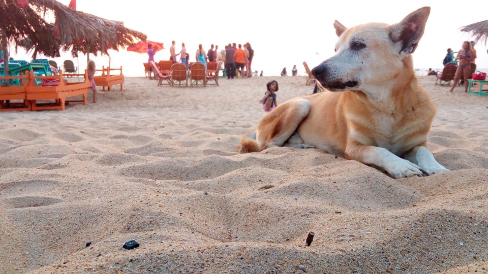 Image for illustrative purposes only. <i>Photo: Eatcha/Wikipedia</i>