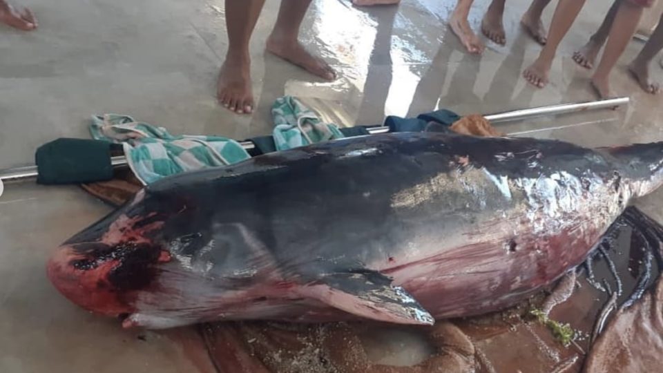 The dwarf sperm whale is one of the most commonly beached deep-diving whales in the world. Photo: BKSDA Bali / Instagram