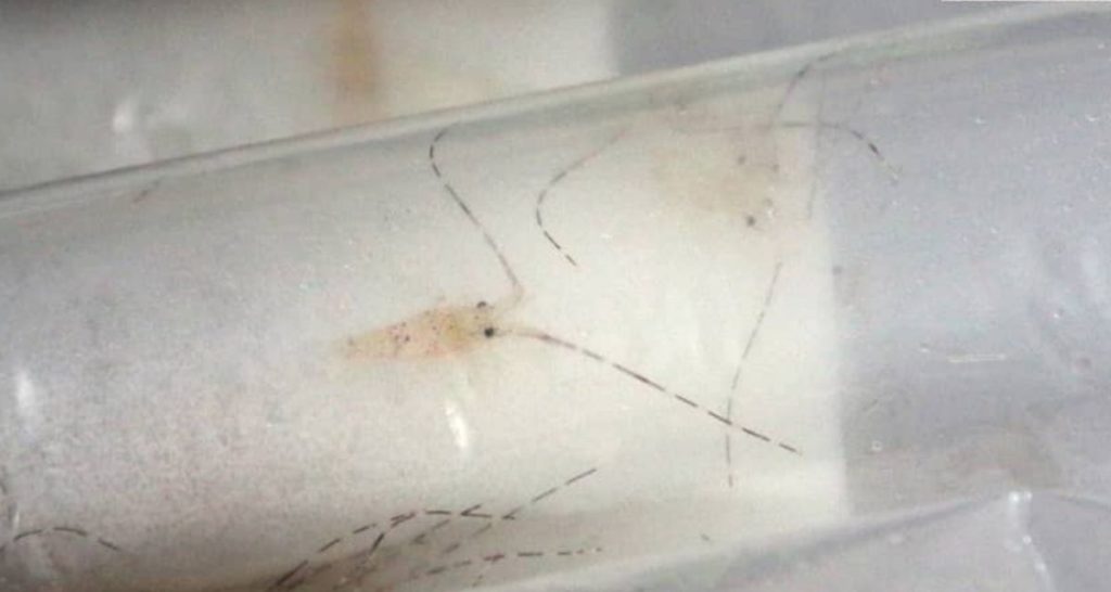 Photo: Bea Cukai Ngurah Rai