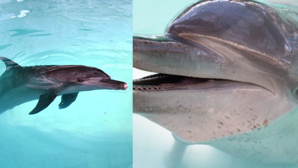 Left: Johnny the dolphin. Right: Dewa the dolphin. Photo: Dolphin Project 