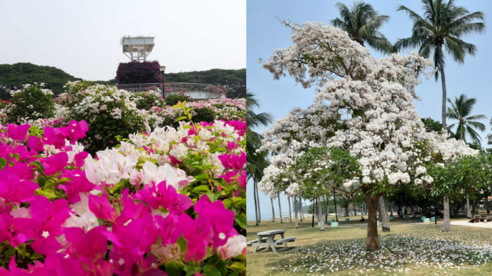 Bougainvilleas (left) and white trumpet flowers (right) in East Coast Park. Photos: NParks/fb