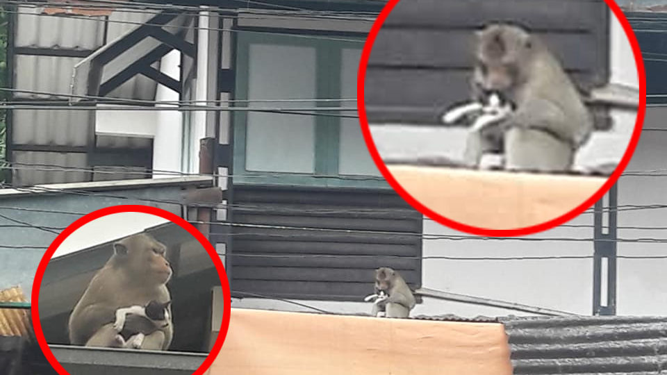 Images: Chan Dfc / Facebook