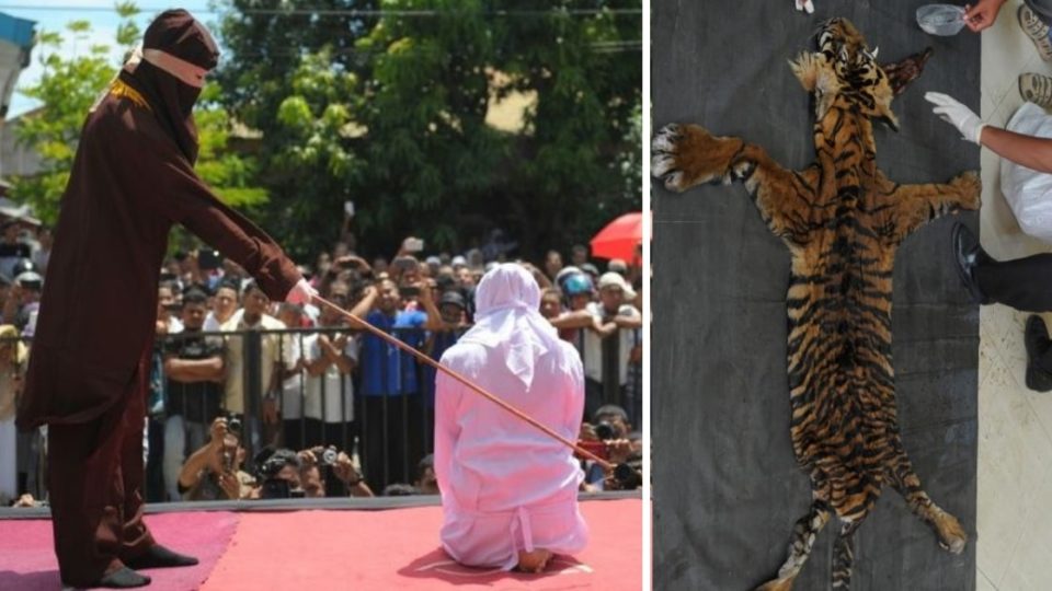 Left: Public caning in Aceh. 2016 AFP FILE PHOTO.  Right: Tiger pelt recovered by Indonesian wildlife authorities. Photo: AFP/Chaideer Mahyuddin