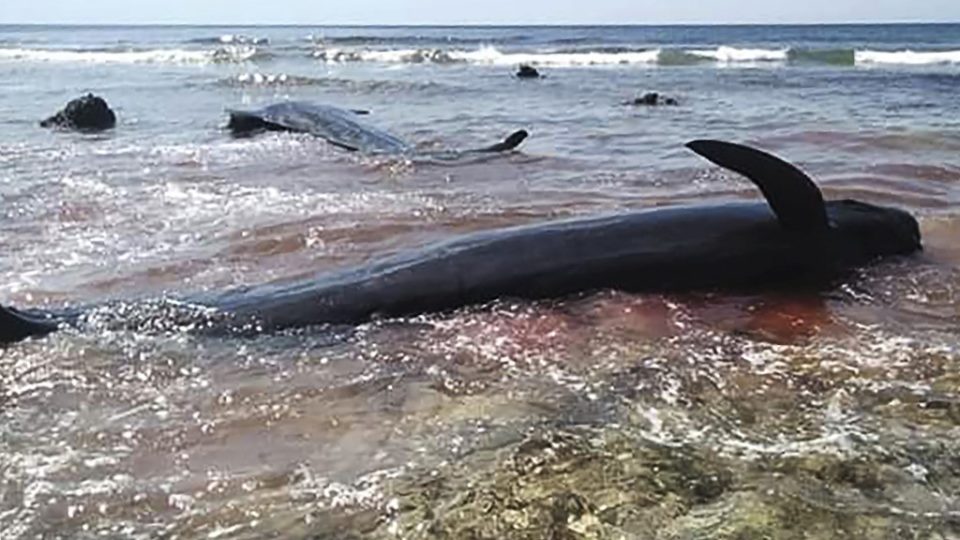 Whales are seen stranded on Kolo Udju beach on the coast of Menia Village, East Nusa Tenggara on October 11, 2019. Photo: Yuven / AFP