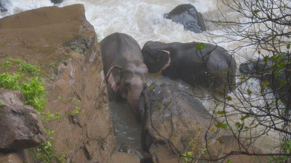 Photo: Khao Yai National Park