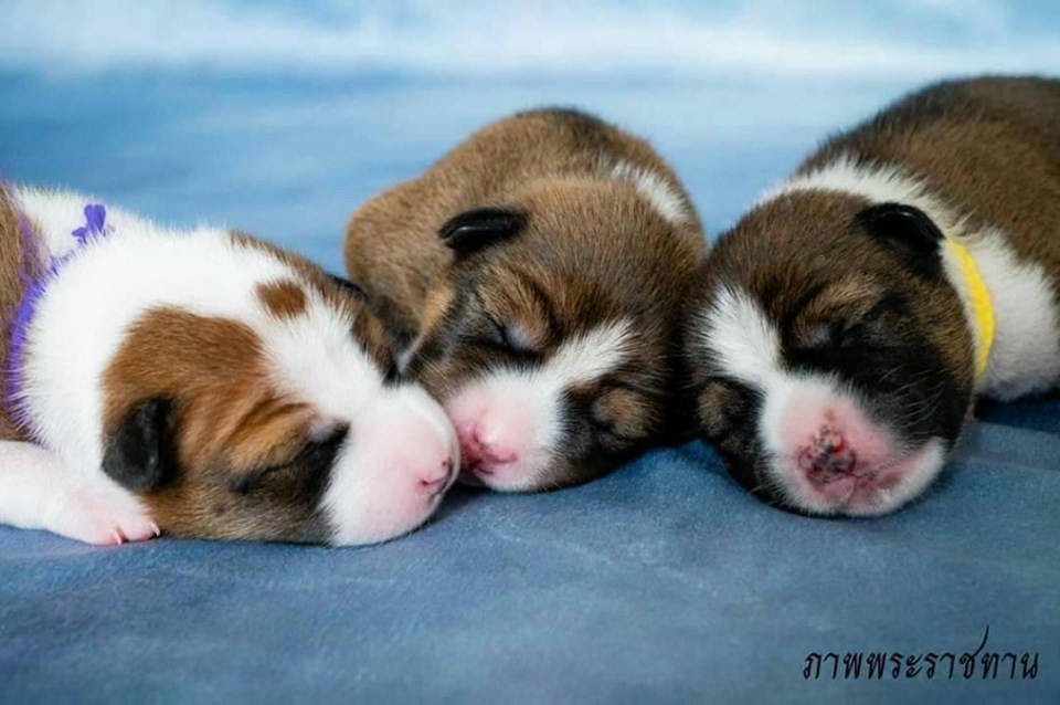 Photo: Thai Royal Palace