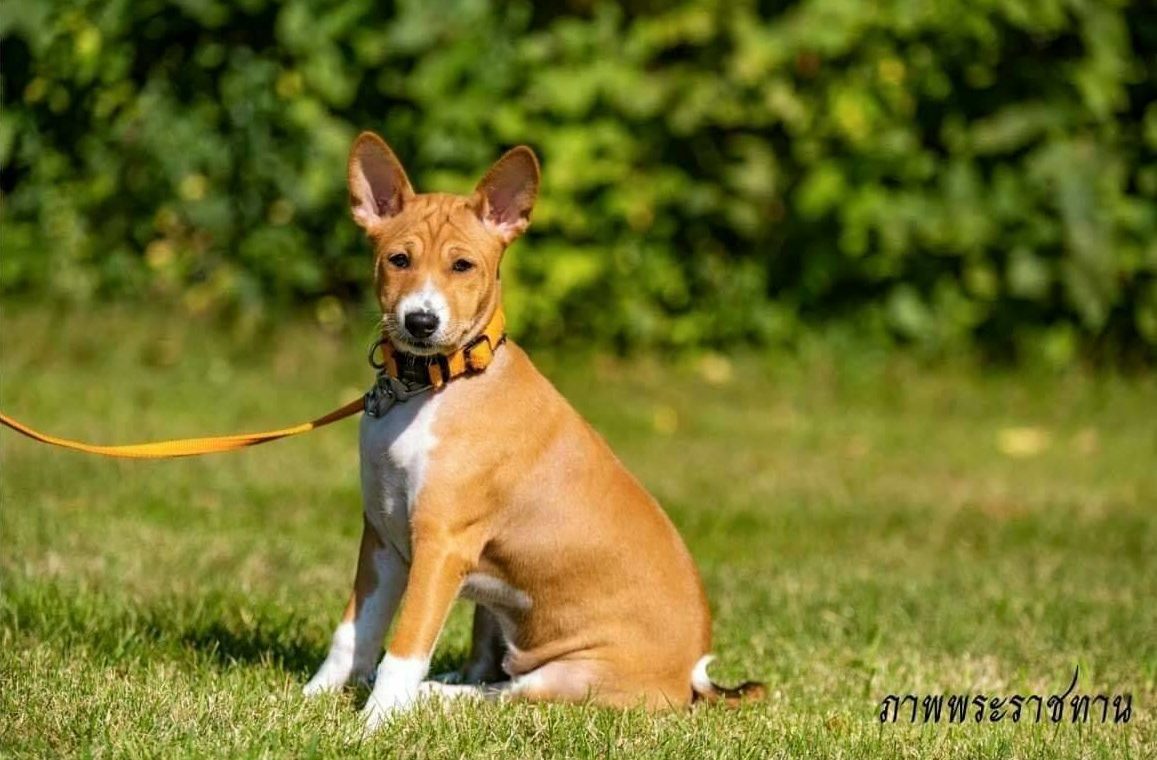 A puppy from the first batch Thong Pikoon. Photo: Thai Royal Palace
