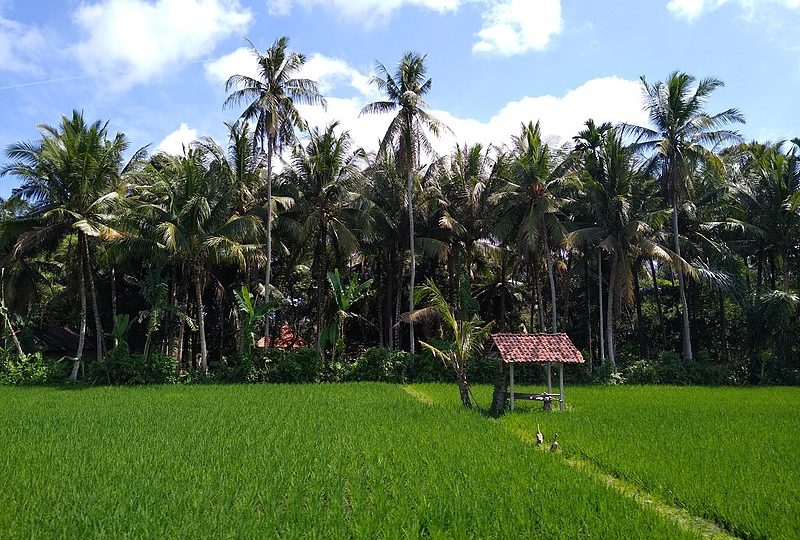 A rice field in Abiansemal sub-district. Badung regency is divided into six districts, which includes Kuta, Mengwi and Abiansemal. Photo: Wikimedia Commons