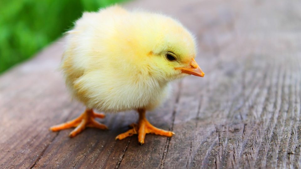 A chick. Photo: Pexels