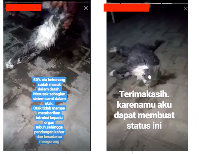 Screenshots from videos showing a cat allegedly being forced to drink liquor, which caused its death.