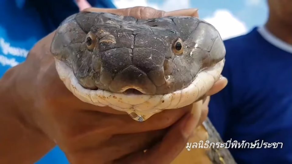 Photo: Krabi Rescue / FB