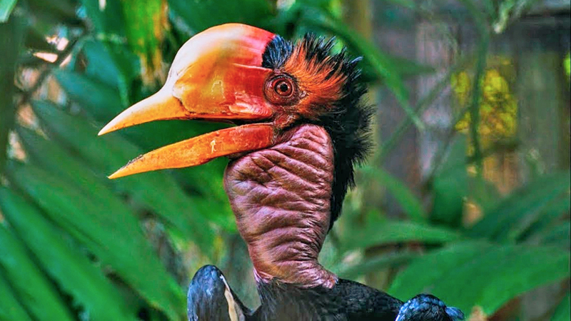 A  helmeted hornbill. Screenshot: Craig Ansibin / Youtube