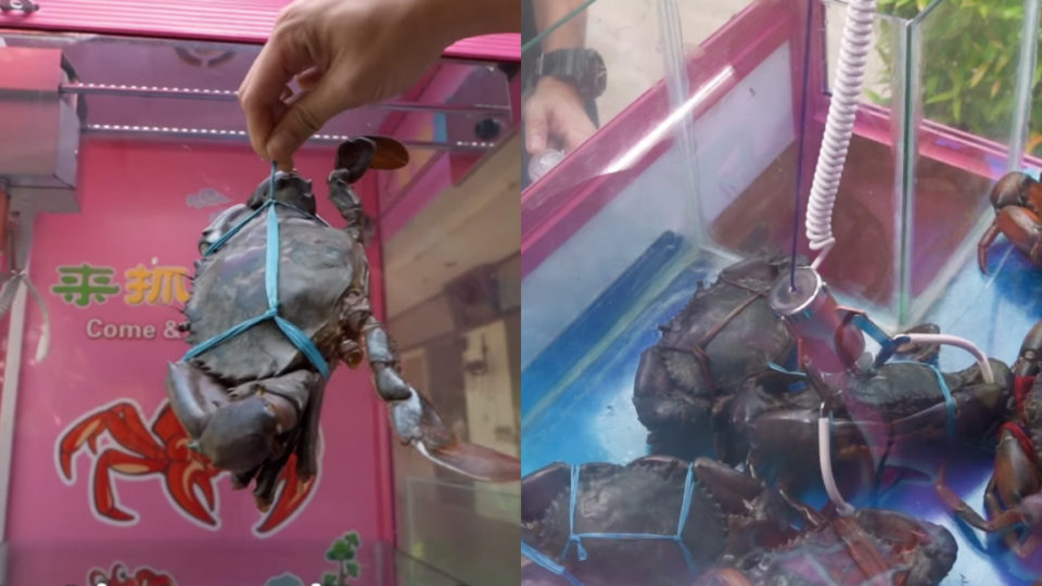 The live crab claw machine in action. Images: SHOUT/Facebook