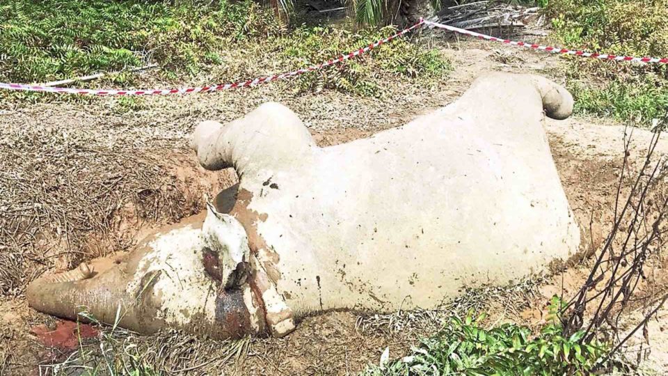 via Sabah Wildlife Department