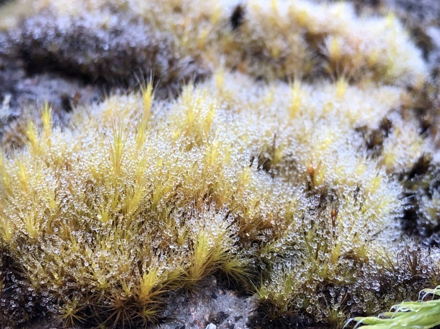 Photo: Department of National Parks, Wildlife and Plant Conservation / Facebook