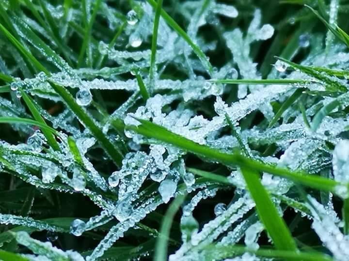 Photo: Department of National Parks, Wildlife and Plant Conservation / Facebook