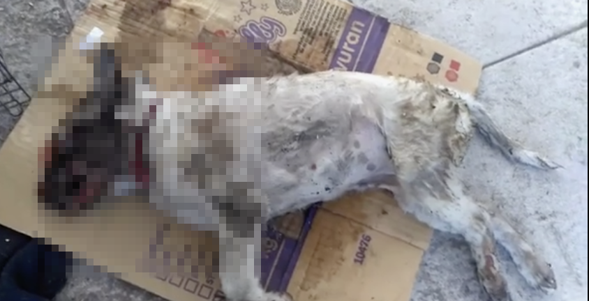 File photo of Si Putih, taken from a video shared by the dog owner in November. Screengrab: Facebook