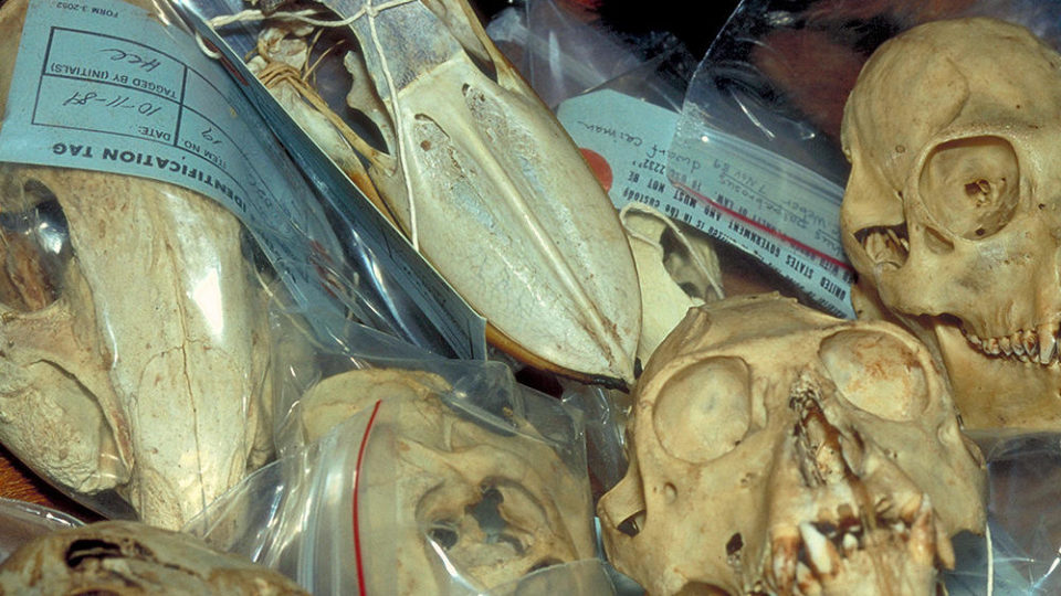 File photo of skulls seized at Customs. Photo: Wil Luiijf / World Wildlife Fund (WWF) 