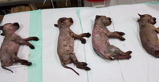 Four of the five puppies that were killed after their owner’s in-law allegedly splashed them with a chemical. Photo: Instagram/@nathasatwanusantara