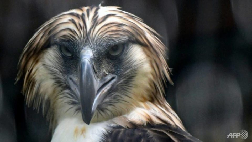 A male Philippine eagle named Geothermica is one of a pair being cared for in Singapore, part of a breeding programme to reverse the dwindling numbers of the feathered giants. (Photo: AFP/Roslan Rahman)