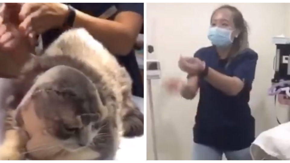 At left, a cat with no ears being made fun after having lost its sense of hearing post-surgery. At right, a nurse purportedly juggling a dog’s testicles. Photos: Peh Sue Ann/Facebook