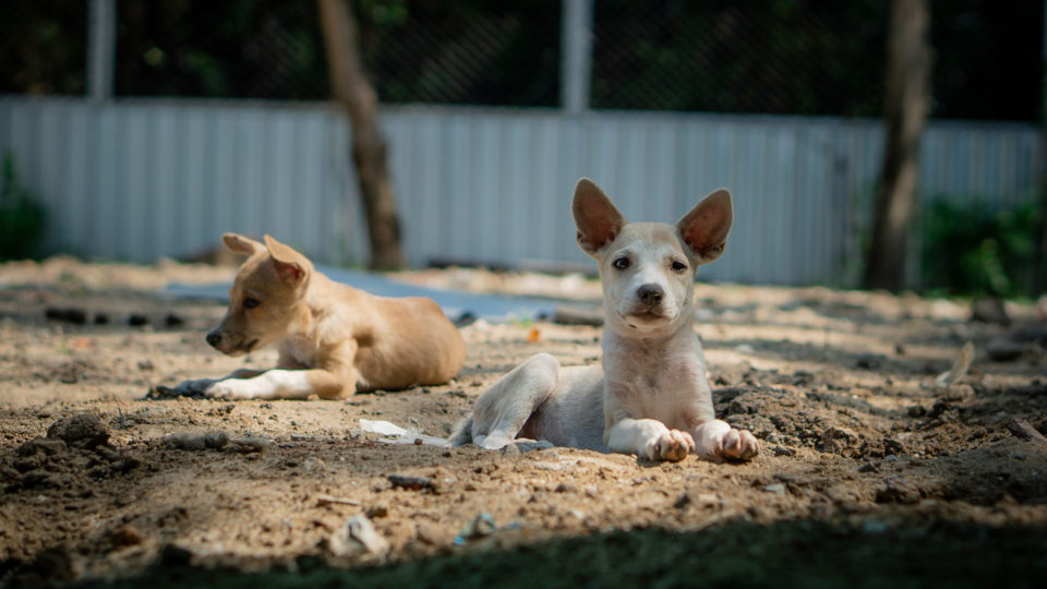 Photo: Soi Dog Foundation / Bangkok is home to an estimated 640,000 free-roaming dogs.