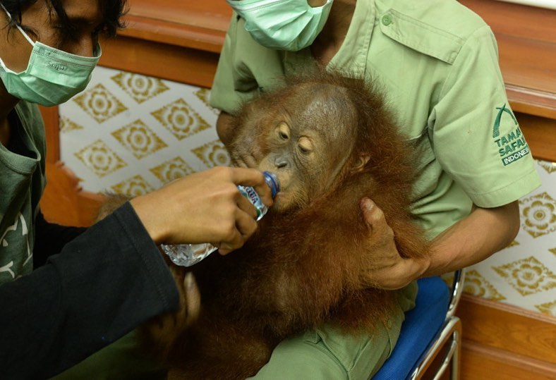 Bonbon drinking water before his flight to North Sumatra. Photo: BKSDA Bali / Facebook